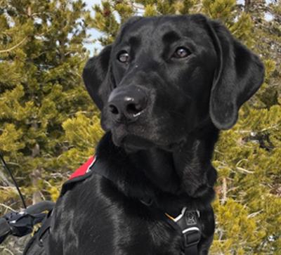 Patrol Dog Jennie Roux