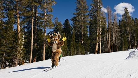 June Mountain's mascot Bucky skiing